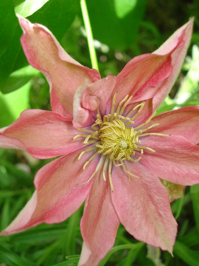 DSC07493 - Clematis 2015