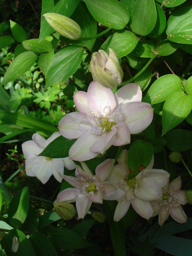 DSC07496 - Clematis 2015