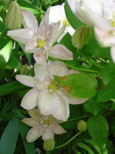 DSC07497 - Clematis 2015