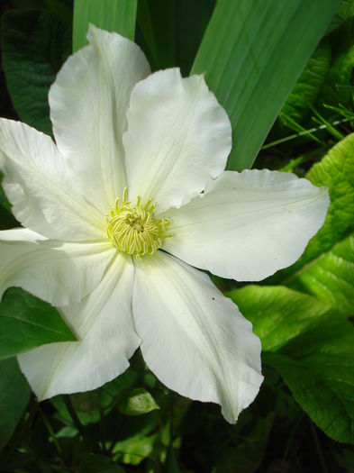 Toki - Clematis 2015