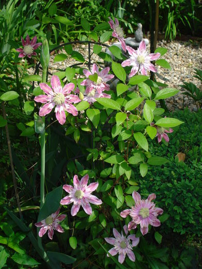 Josephine - Clematis 2015