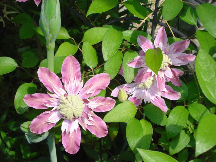 DSC07512 - Clematis 2015