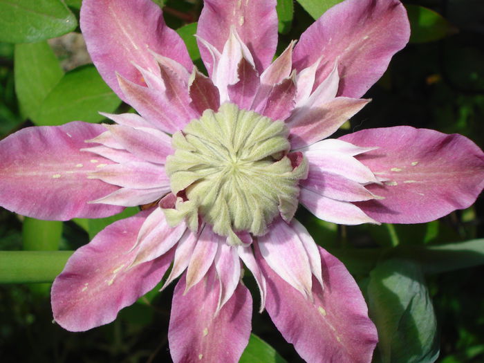 DSC07513 - Clematis 2015
