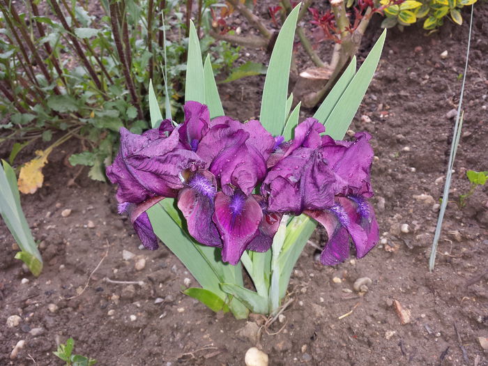 169 Iris barbata nana - Cherry Garden