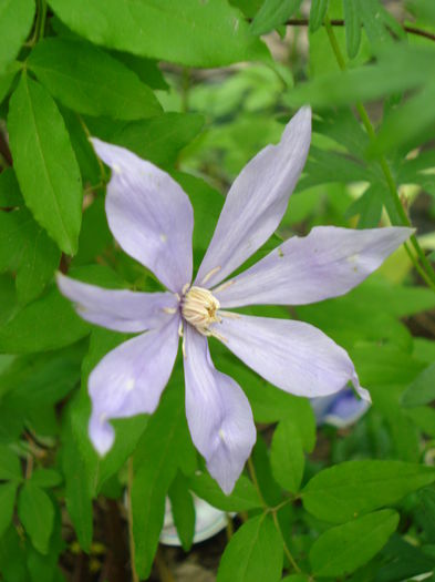 Scented Clem - Clematis 2015