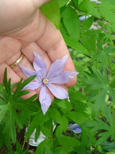 Scented Clem - Clematis 2015