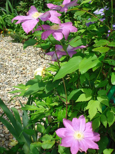 DSC07530 - Clematis 2015