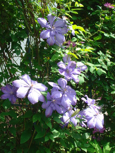 Mrs. Cholmondeley - Clematis 2015