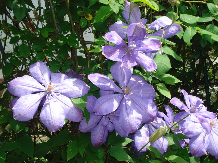 DSC07535 - Clematis 2015