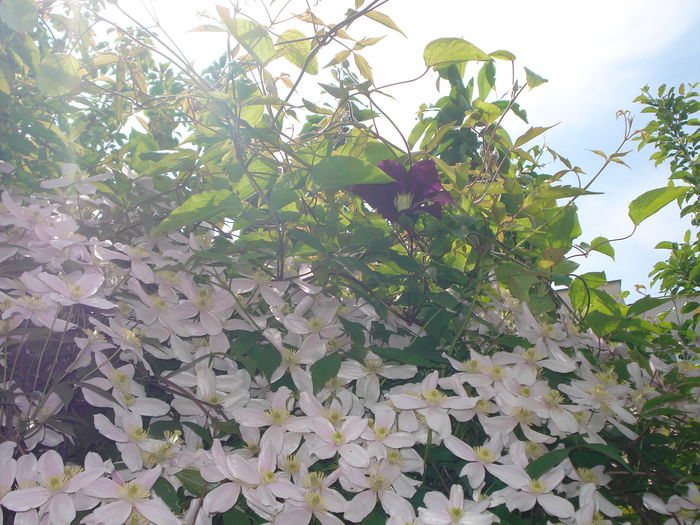 DSC07536 - Clematis 2015