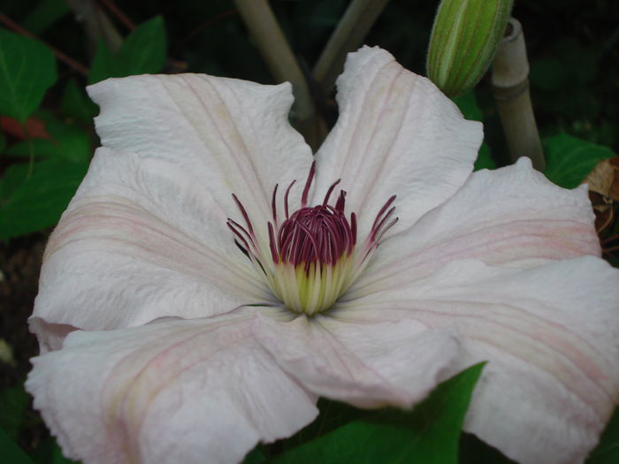 Nina? - Clematis 2015