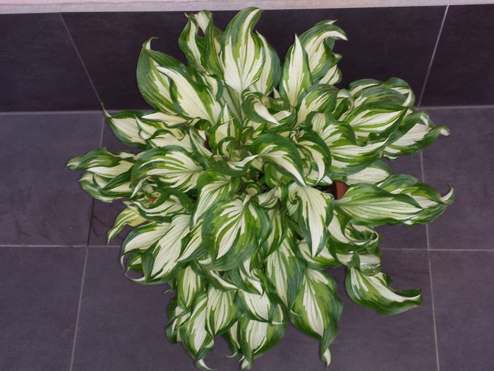 117 Hosta Undulata Mediovariegata - HOSTA - 2015 - 2020