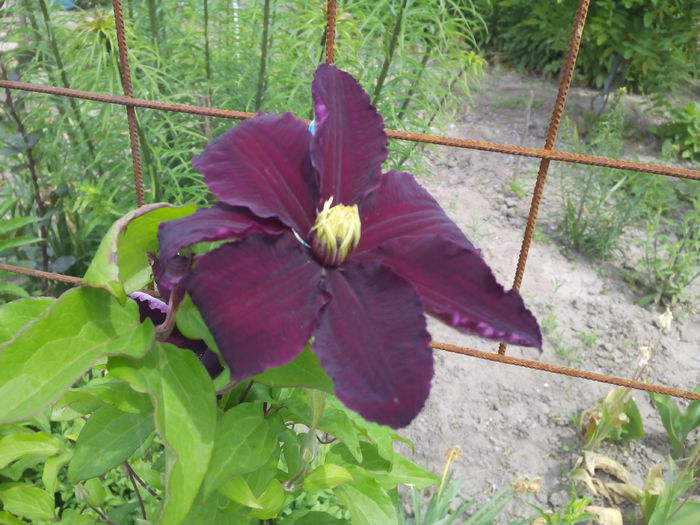 clematita numaru 1 - Clematita luni mai 2015