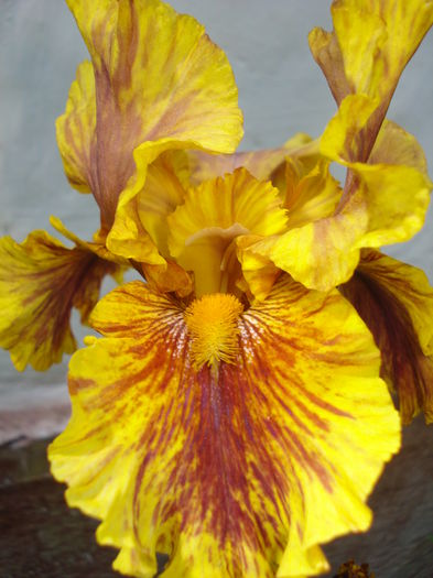 DSC07451 - Gradina 2015