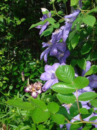 DSC07537 - Gradina 2015