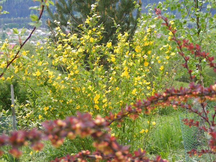 Kerria japonica Golden Guinea