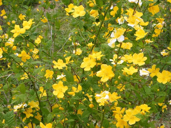 Kerria japonica Golden Guinea - Mai 2015