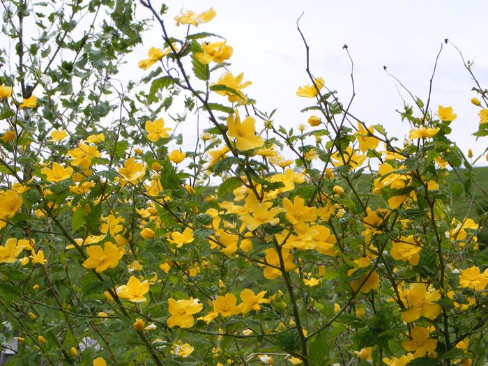 Kerria japonica Golden Guinea