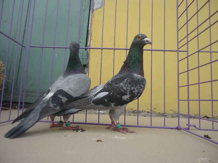 DSC09848 - voiajori de vanzare mai 2015