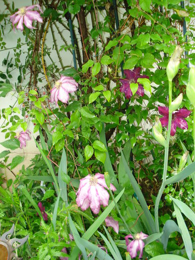 DSC07598 - Clematis 2015