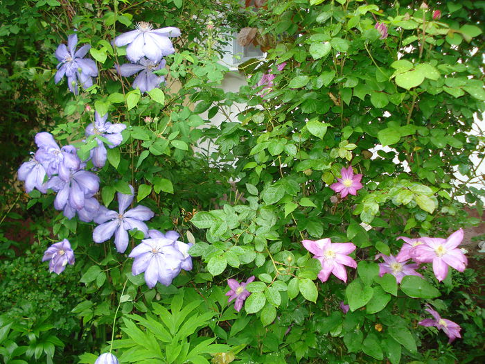 DSC07586 - Clematis 2015