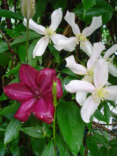 Solidarnosc - Clematis 2015