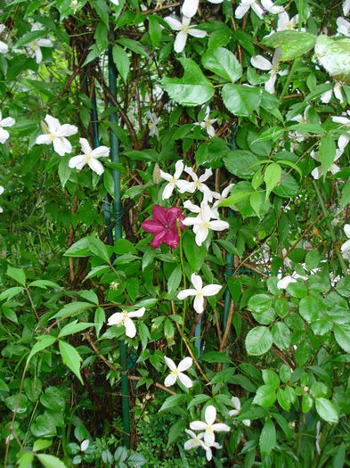 DSC07609 - Clematis 2015