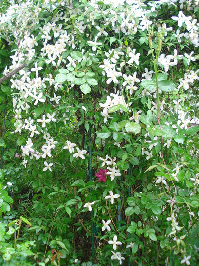 DSC07610 - Clematis 2015