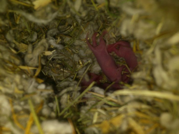 DSC_0017 - Veveritele mele canadiene