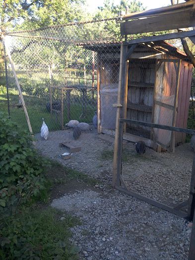 Din voliera veche casa noua numai pt bibilici