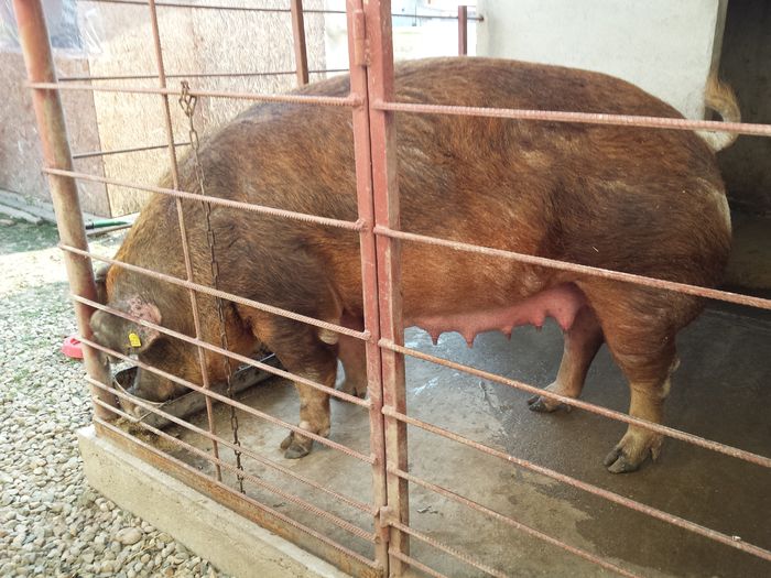 20150513_185800 - Scroafa Duroc inainte de fatare