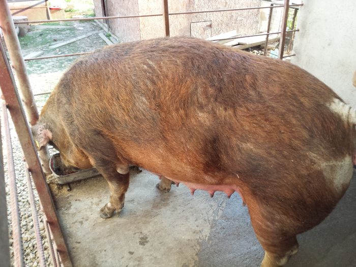 20150513_185715 - Scroafa Duroc inainte de fatare