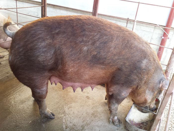 20150513_185731 - Scroafa Duroc inainte de fatare