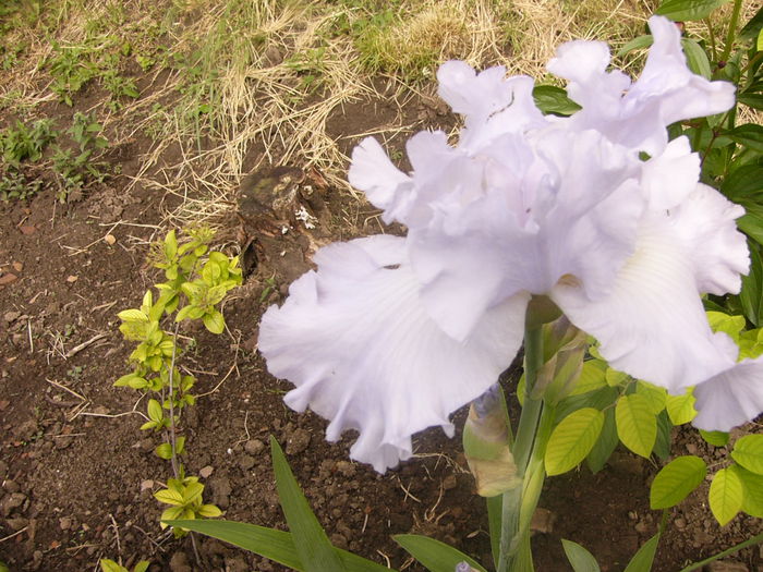 Iris Scandia Delight