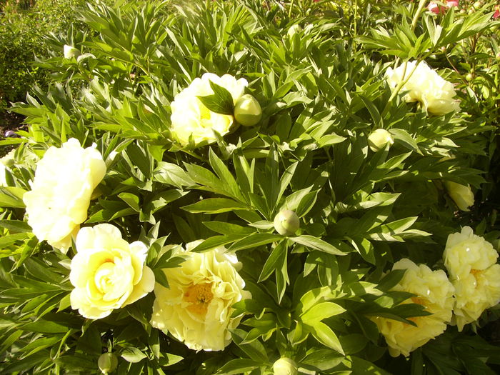 Paeonia Itoh Bartzela