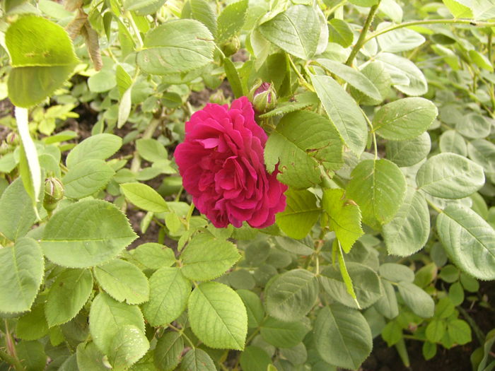P1230695 - ANUL 2015 I