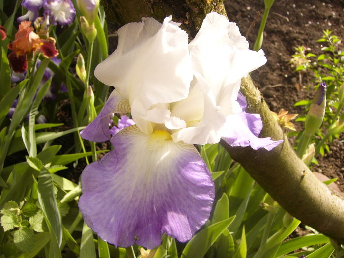 Iris Morning rich - ANUL 2015 I