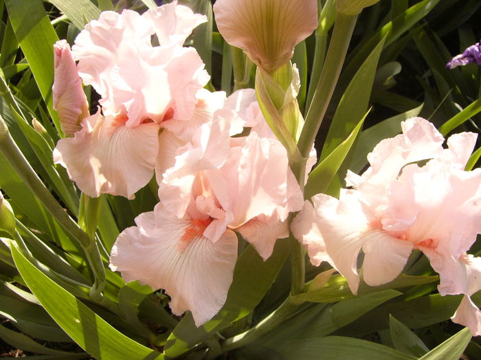Iris Vision in Pink