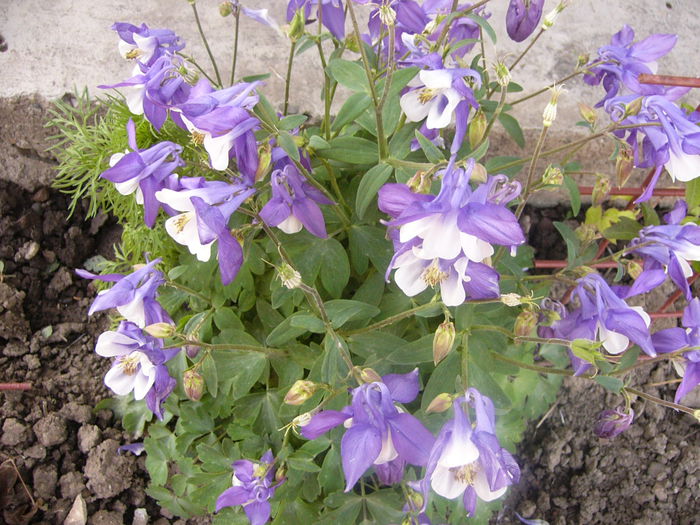 P1230717