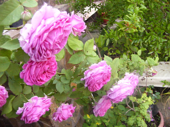 P1230719 - ANUL 2015 I