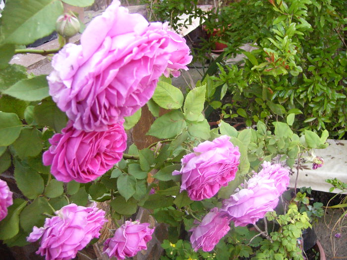 P1230720 - ANUL 2015 I