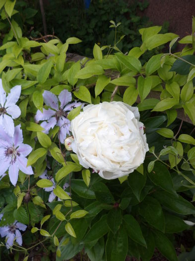 DSC03709 - ANUL 2015