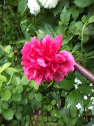 DSC03710 - ANUL 2015