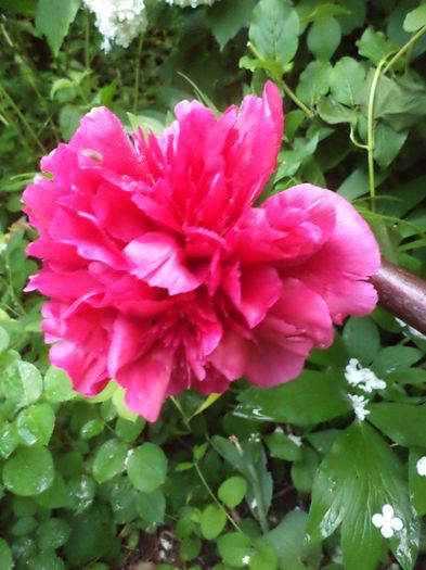 DSC03711 - ANUL 2015