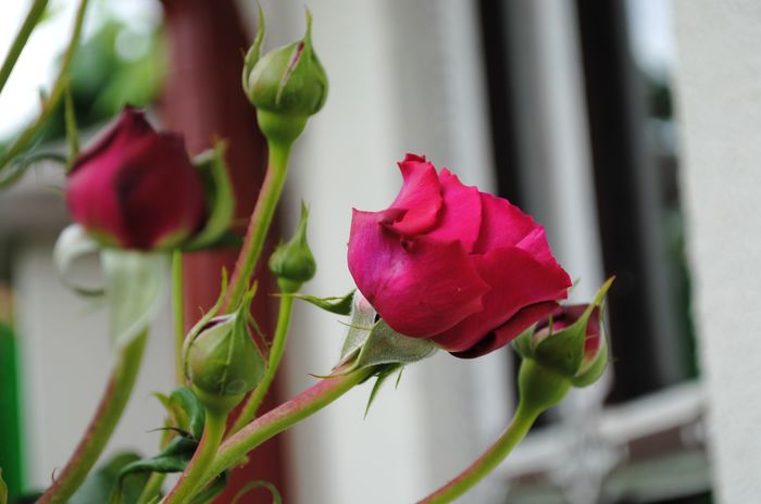 14 mai,Salma es Said - 2015 trandafiri - I