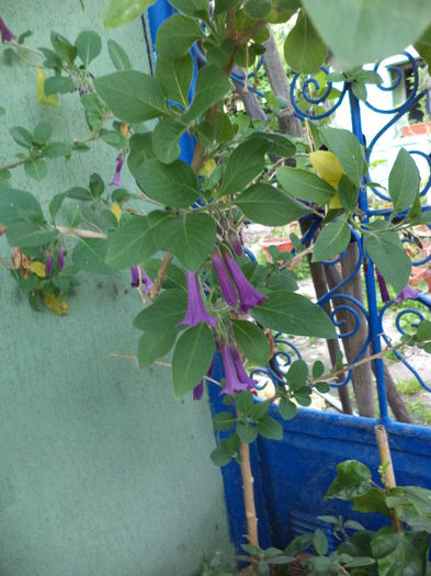 DSC03719 - ANUL 2015