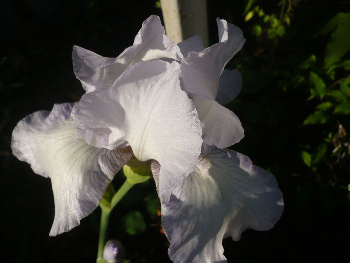 P1220081 - GRADINA 2015