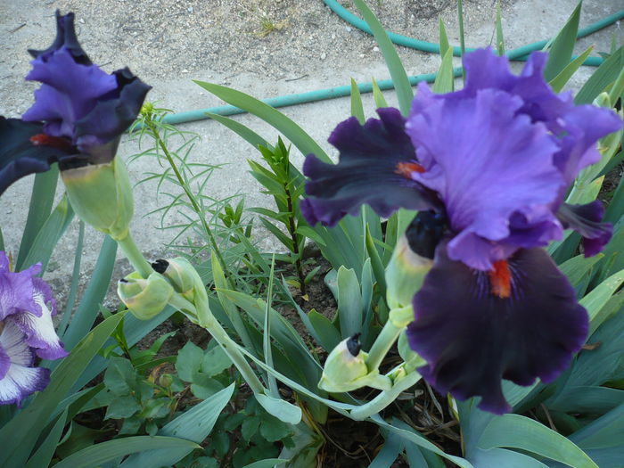 P1220085 - GRADINA 2015