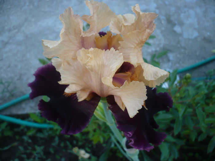 P1220087 - GRADINA 2015