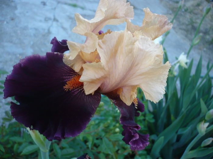 P1220089 - GRADINA 2015
